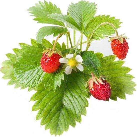 Aardbeiplantjes (set van 3)