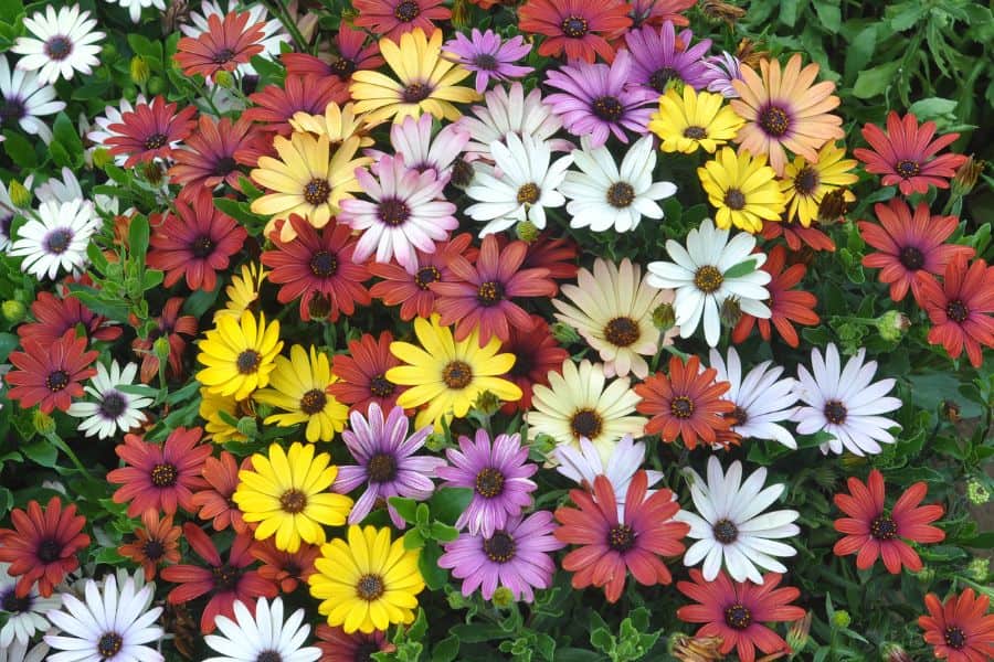 Osteospermum (set van 3)