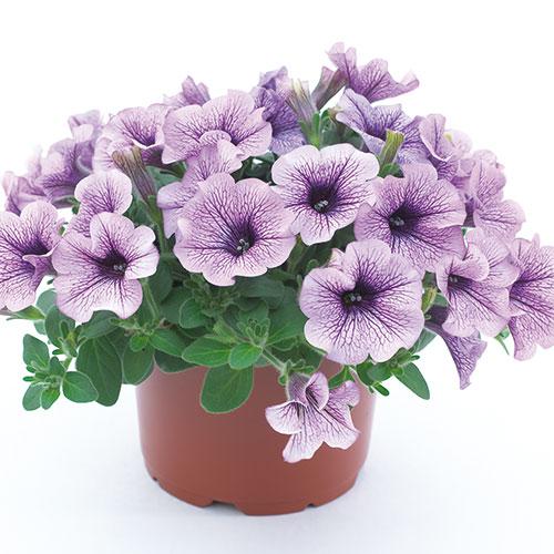 Surfinia (set van 3)