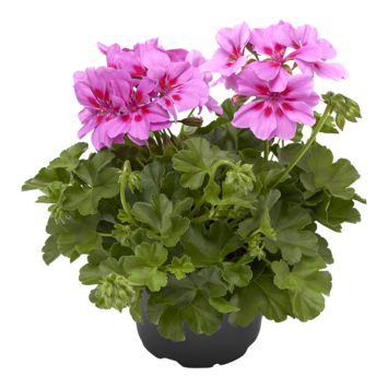 Rechte geranium (set van 3)