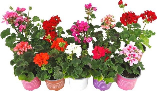 Hangende Geranium (set van 3)