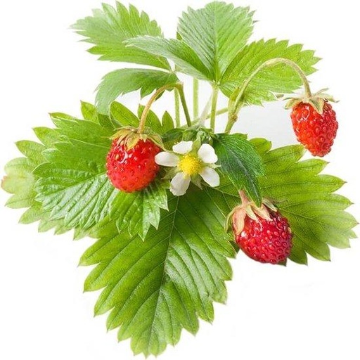 Aardbeiplantjes (set van 3)