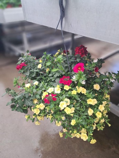 Perkplant in hangpot